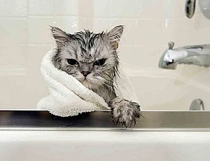 20 лучших шампуней для кошек