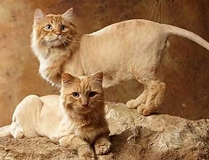 5 лучших машинок для стрижки кошек