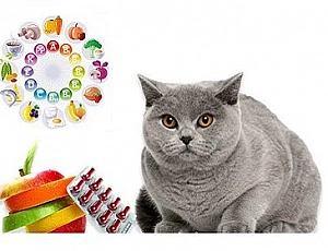 10 лучших витаминов для кошек