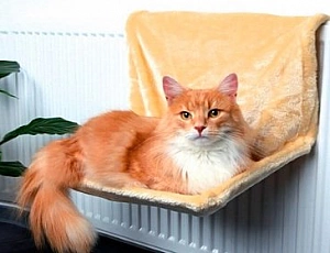 5 лучших гамаков для кошек