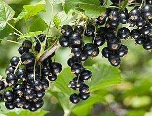 10 лучших сортов черной смородины для Подмосковья